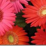 Koli ve buket içi karışık renklerde, beş dal gerbera ve gibsoyla çalışıyoruz.