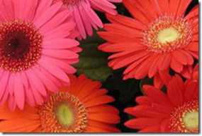 Koli ve buket içi karışık renklerde, beş dal gerbera ve gibsoyla çalışıyoruz.