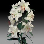 Casa_Blanca-Oriental