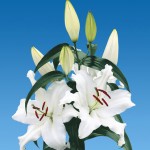 Mothers_Choice-Oriental