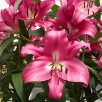 MINOLTA DIGITAL CAMERA