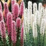 liatris