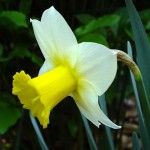 narcissus