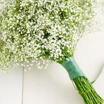 baby-breath-flower_300