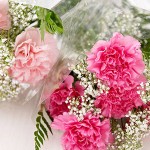 carnations_300