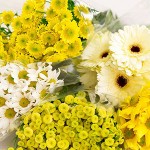 mums-daisy-flower_300