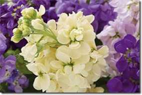 3 dal kokulu büyük şebboy.