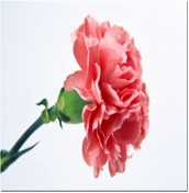 Tek dal standart karanfil. Kırmızı ağırlıklı, beyaz,sarı, pembe karanfilleri kova içinde ambalajsız sunuyoruz.