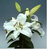 Tek dal, kokulu, büyük çiçekli oryantal lilyum. Kalp Süs ile birlikte ambalajlı.